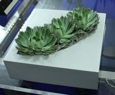 Dallas Bowls - fibreglass desktop planter bowl