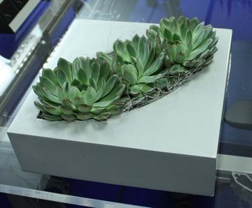 Dallas Bowls - fibreglass desktop planter bowl
