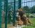 Dulok™ - double-wire rigid mesh panel fencing 2