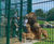 Lion enclosure fencing for Folly Farm Zoo, Wales 3