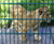 Lion enclosure fencing for Folly Farm Zoo, Wales 2