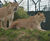 Secure fencing for new lion enclosure at ZSL London Zoo 4