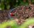 Commercial Landscape Irrigation Systems 4