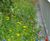 Roof & podium landscape irrigation system for Kings Cross T-zone 7