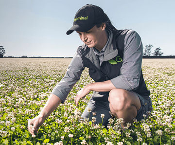 DoubleRoot climate-smart clover for amenity spaces