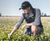 DoubleRoot climate-smart clover for amenity spaces 0