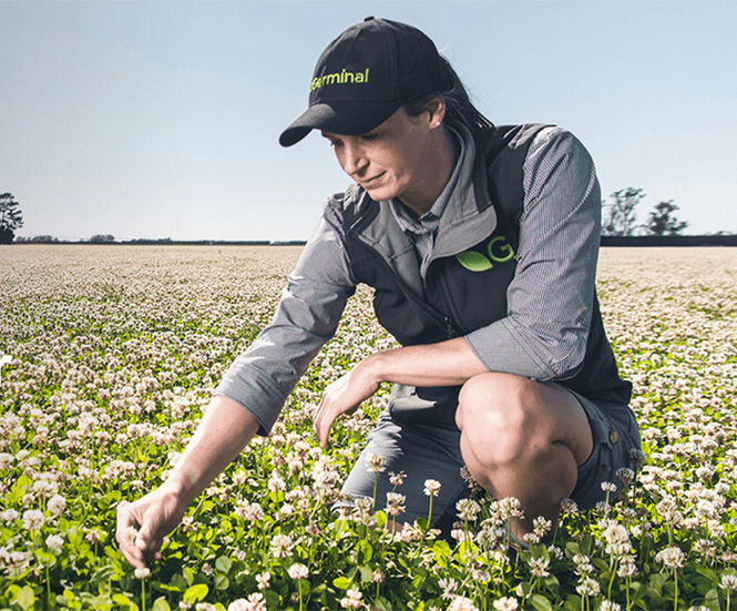 DoubleRoot climate-smart clover for amenity spaces