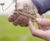 DoubleRoot climate-smart clover for amenity spaces 1