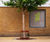 Corten Steel Tree Guards for Newhall community, Harlow, CM17 8