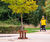 Corten Steel Tree Guards for Newhall community, Harlow, CM17 2