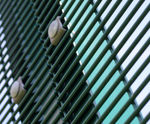 Securus - 358 rigid mesh high-security fencing system