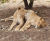 Zoo enclosure provides safe haven for rescue lions 4
