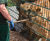 Zoo enclosure provides safe haven for rescue lions 1
