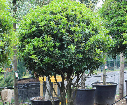 AirPot container grown evergreen trees, 50 to 1500L