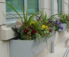 Planted window boxes for commercial spaces