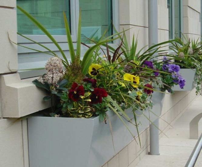 Planted window boxes for commercial spaces Plantscape