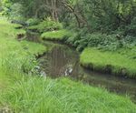 Habitat restoration improves biodiversity at Bushy Park