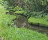 Habitat restoration improves biodiversity at Bushy Park - on this page