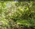 Habitat restoration improves biodiversity at Bushy Park 3