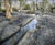 Habitat restoration improves biodiversity at Bushy Park 5