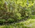 Habitat restoration improves biodiversity at Bushy Park 6
