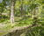 Habitat restoration improves biodiversity at Bushy Park 7