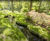 Habitat restoration improves biodiversity at Bushy Park 8