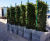 Bespoke mobile barrier planter with screening hedge 3