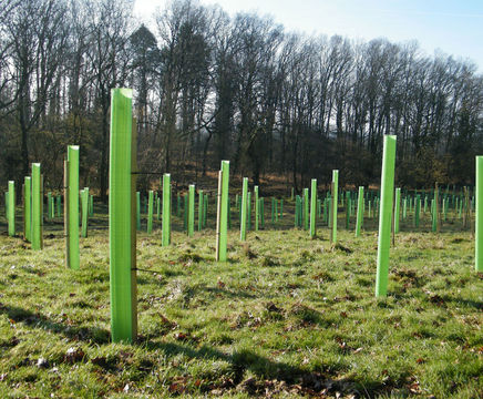 Vigilis Tree Shelters near Redditch, Worcestershire