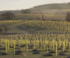 Vigilis Tree Shelters at Broughton Hall Estate
