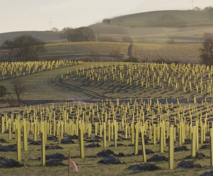 Vigilis Tree Shelters at Broughton Hall Estate