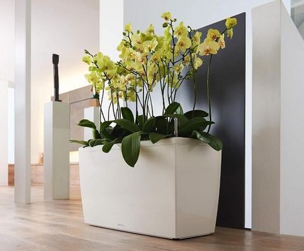 Cararo - large, rectangular, self-watering mobile plastic planter