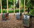 Sir Harold Hillier Gardens - Guests Make Music With No Boundaries 2