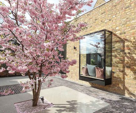 Specimen AirPot multistem Prunus 'Accolade' a year after planting