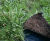 Wildflower Mat - pre-grown native meadow mat for green roofs (plastic-free) 1