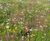 Wildflower Mat - pre-grown native meadow mat for green roofs (plastic-free) 3