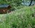 Lindum Wildflower - meadow turf with herbs and perennials 1