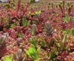 Green Roof Planting