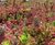 Green Roof Planting 0
