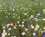 Introduction to John Chambers Wildflowers