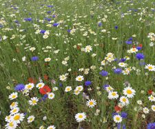 Introduction to John Chambers Wildflowers