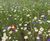 Introduction to John Chambers Wildflowers 0