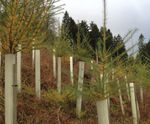Rural Planting and Ground Care