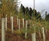 Rural Planting and Ground Care - on this page