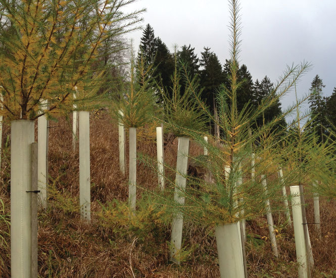 Rural Planting and Ground Care