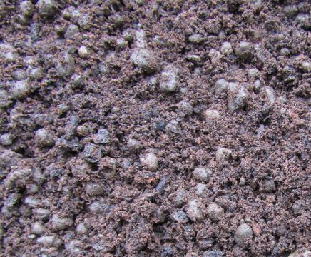 Bioretention Soil