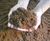Low Fertility Soil 0