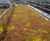 Sedum Matting 0