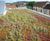 Sedum Matting 1