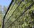 EuroGuard® Flatform - welded mesh fencing 2